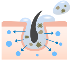 肌の表面に薄い被膜をつくり、外部からのダメージを防ぐのと同時に、潤いを閉じ込め、みずみずしい肌を保ちます